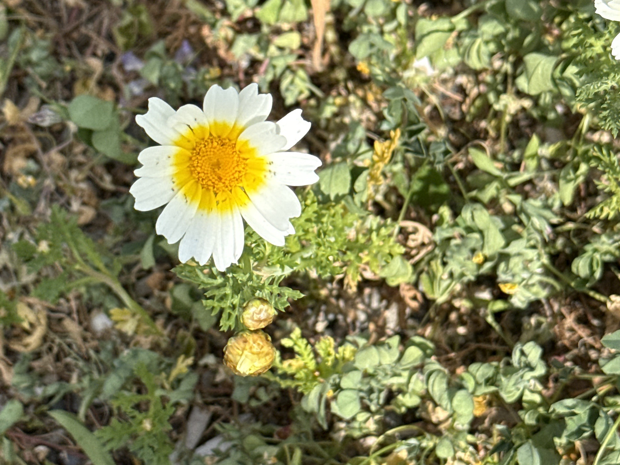 Crowndaisy (Glebionis coronaria)